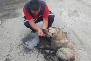 Zifte yapışan köpek itfaiye ekiplerimizce kurtarıldı