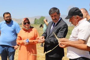 Erzincan Belediyesi’ne ait hububat tarlalarında Biçerdöver ile hasat işlemleri başladı.
