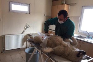 Erzincan Belediyesi Sokak Hayvanlarına Sahip Çıkmaya Devam Ediyor
