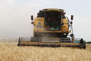 Erzincan Belediyesi’ne ait hububat tarlalarında hasat başladı.