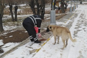 Soğuktan etkilenen sokak hayvanlarına yem bırakma çalışmaları devam ediyor