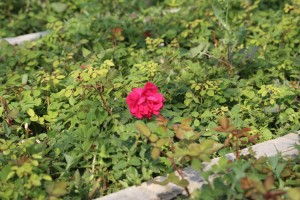 Erzincan’da Çiçekler toprakla buluşacak