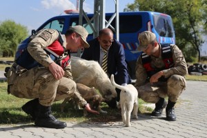 Erzincan Belediyesi sokak hayvanlarını unutmuyor