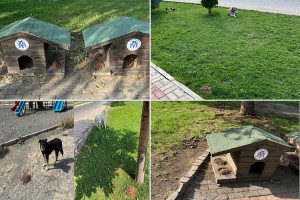 Erzincan Belediyesi Sessiz Dostlarımız olan Sokak Hayvanları için besleme çalışmalarına aralıksız devam ediyor.